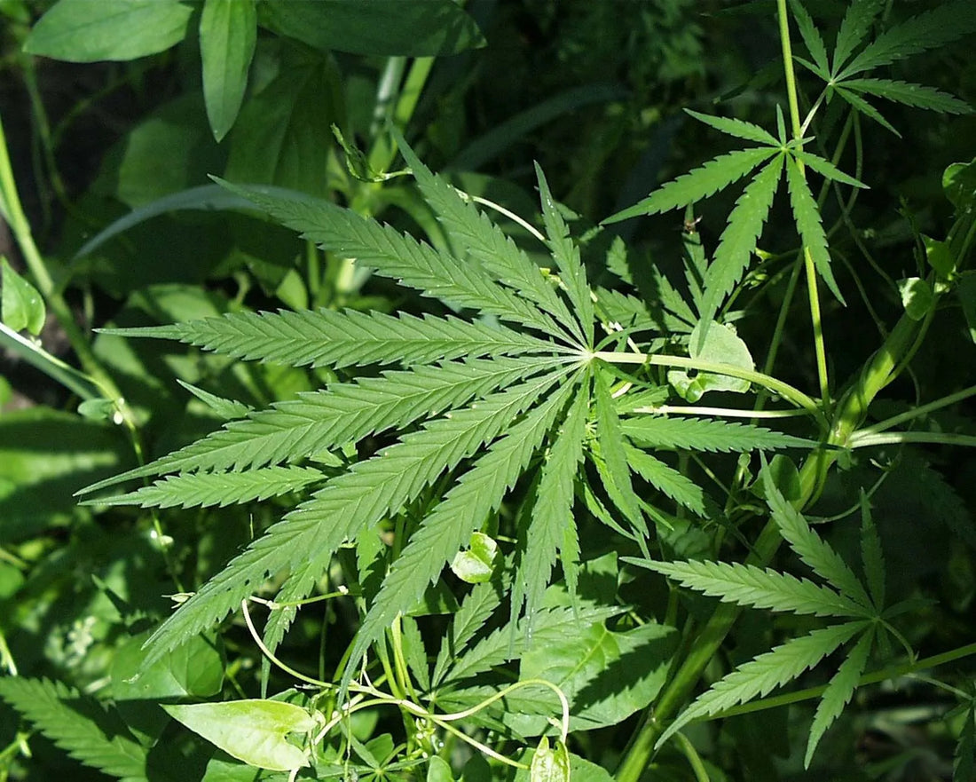 Benefits of Hemp Oil